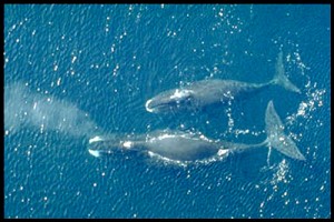 Bowhead Whale pair