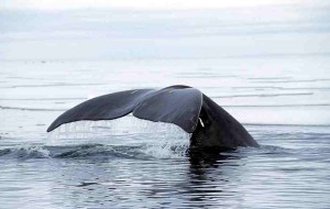 Bowhead Whale fluke