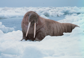 walrus - lone