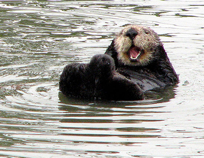 happy grooming sea otter