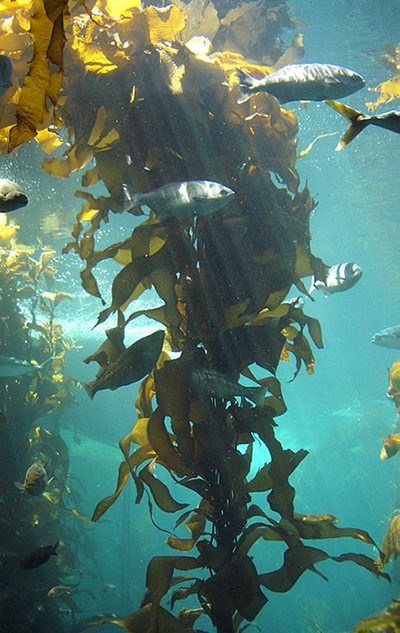 kelp strand fish aquarium
