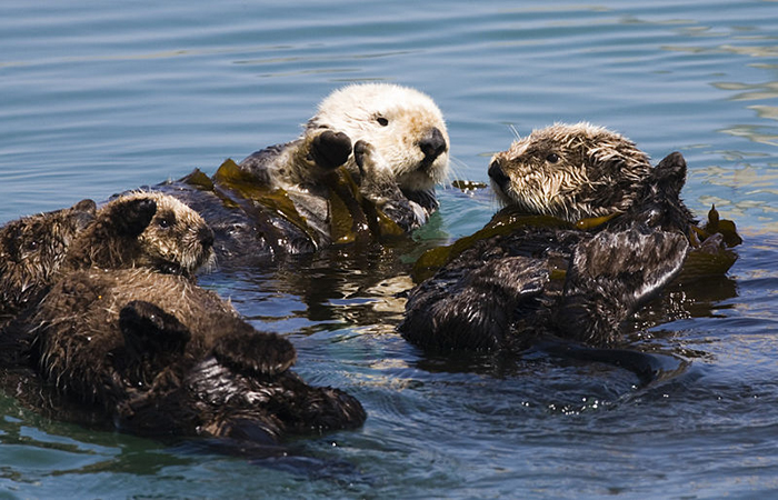 social sea otters