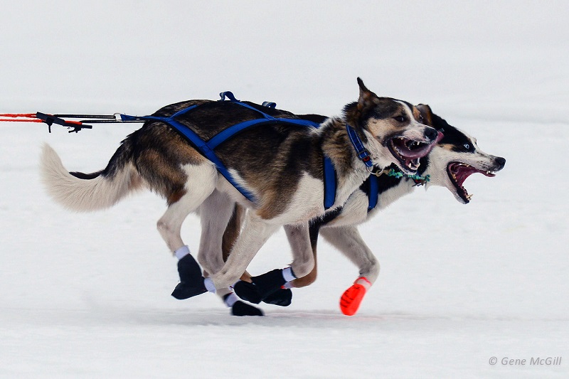 Yukon Quest sled dogs lead