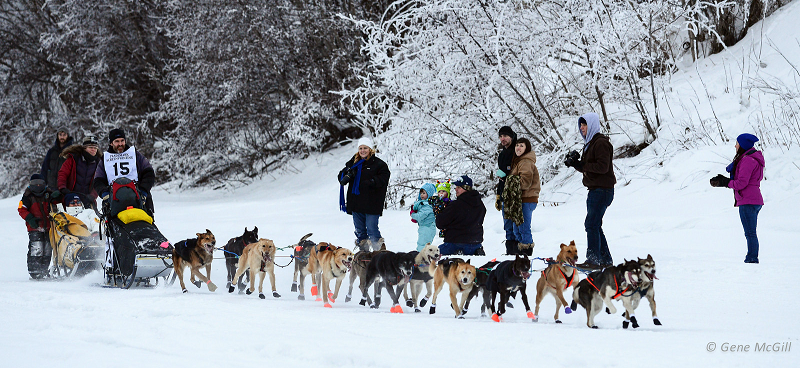 Yukon Quest sled dog ride