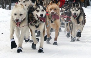 sled dogs Iditarod ceremonial start
