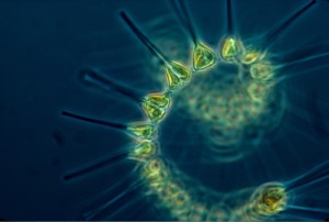 NOAA phytoplankton samples