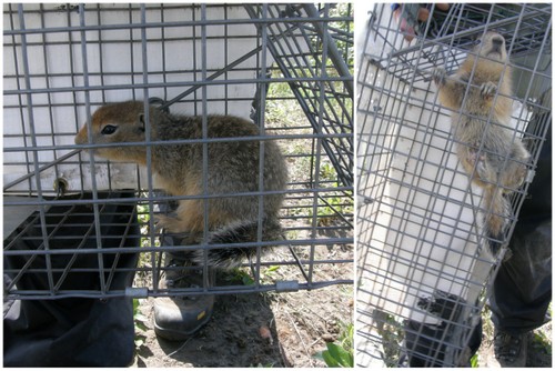 juvenile baby Arctic ground squirrels cage