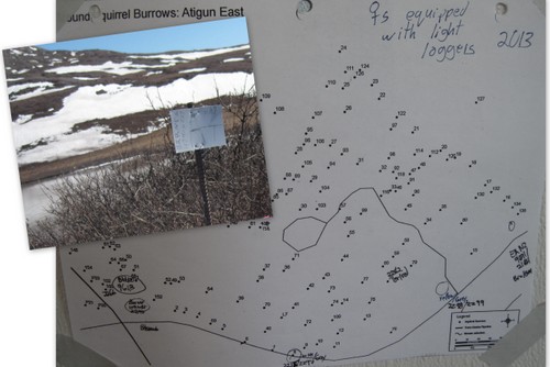 map Arctic ground squirrel burrows