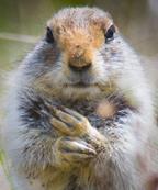 Arctic ground squirrel face paws