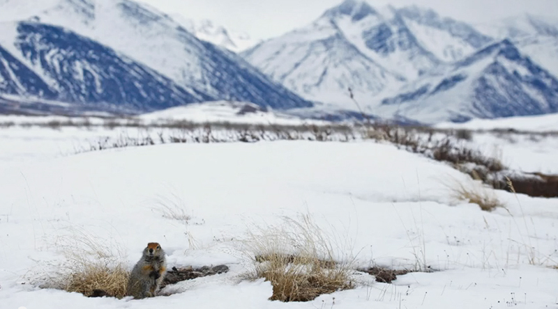 Arctic ground squirrel. / FrontierScientists partners