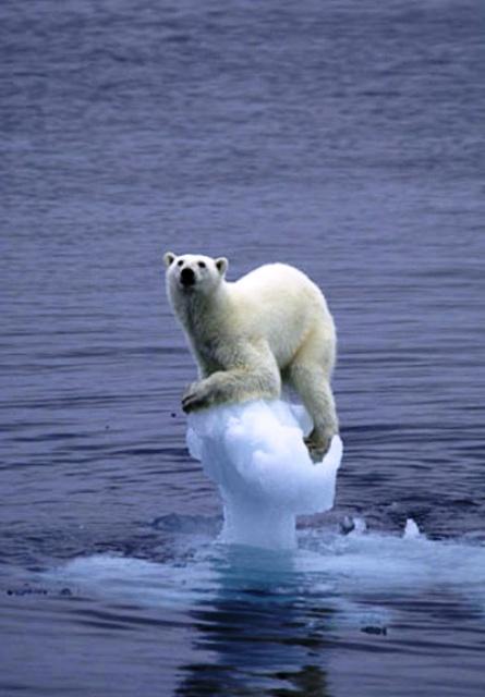 A polar bear rests atop ice / Courtesy NOAA