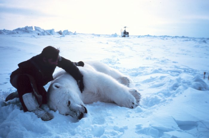 Researcher alongside sedated male polar bear, NOAA archive picture / Courtesy NOAA