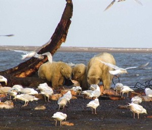 Polar bears and gulls feeding on whale carcass on the Arctic coast of Alaska. A possible transition zone for disease transmission. / Courtesy USGS