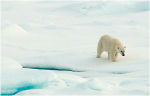 Polar bears respond to sea ice habitat loss